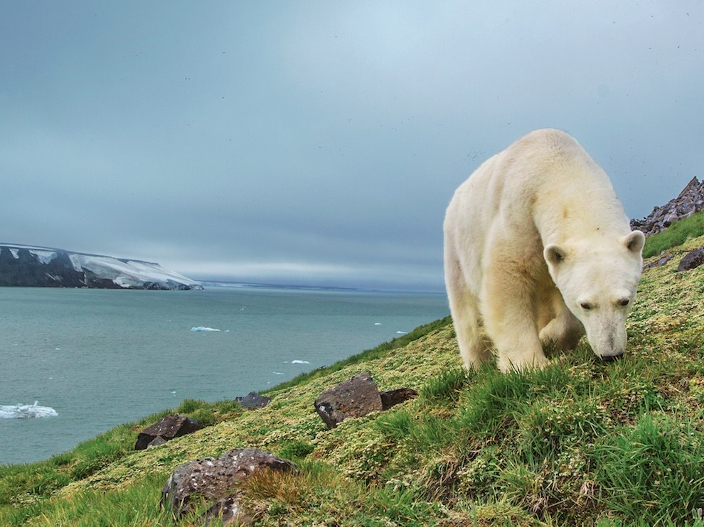 Polar Bear, Franz Josef Land